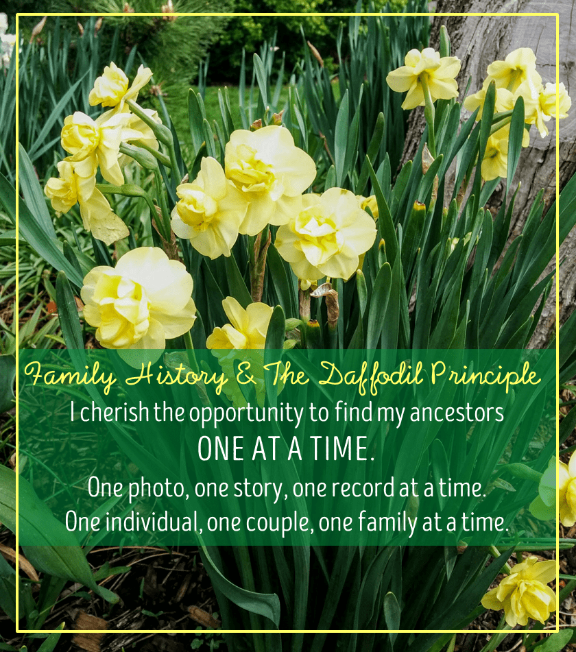 finding ancestors one at a time is like planting daffodils one at a time