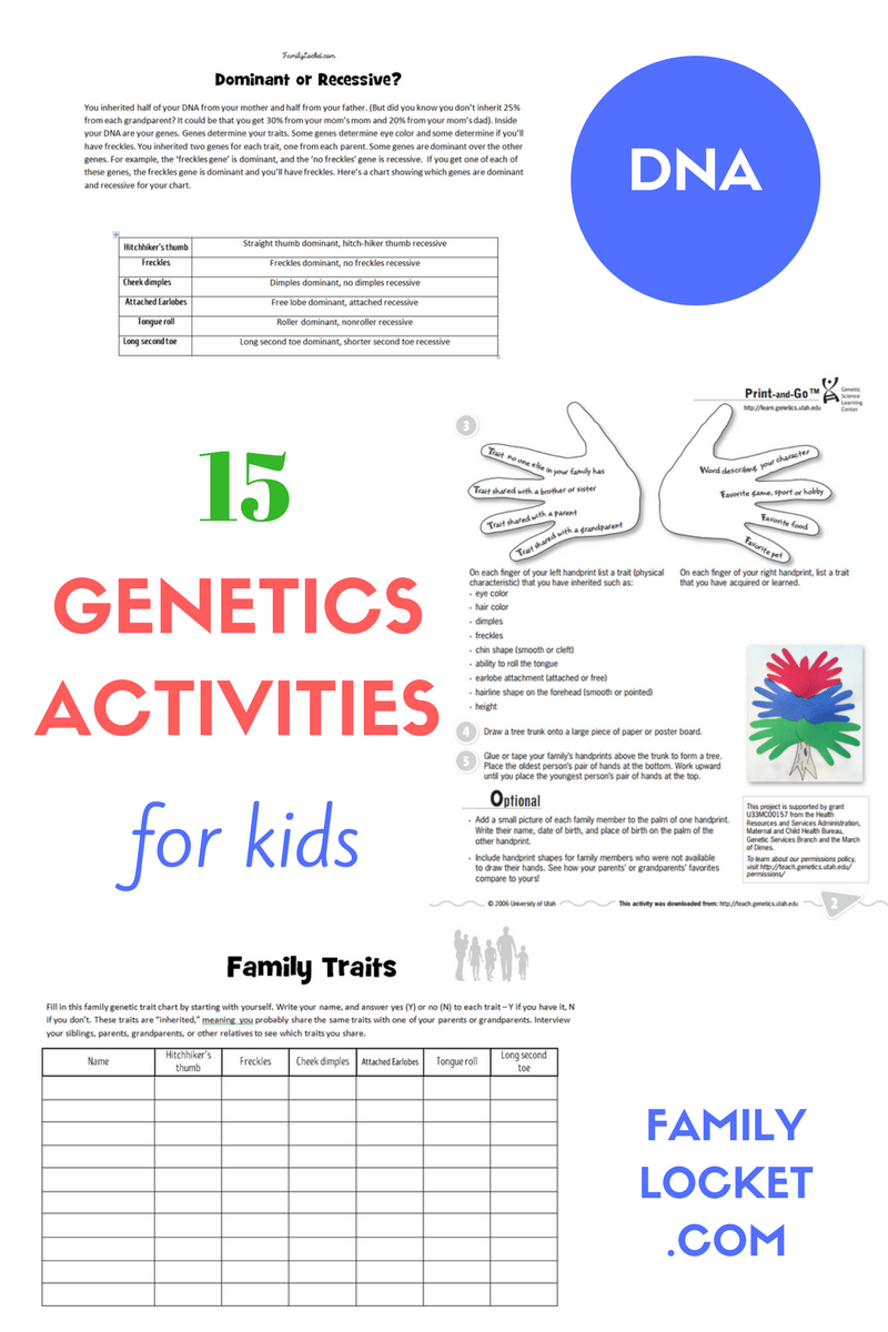 21 Genetics Activities for Kids – Family Locket In Genetics Worksheet Middle School