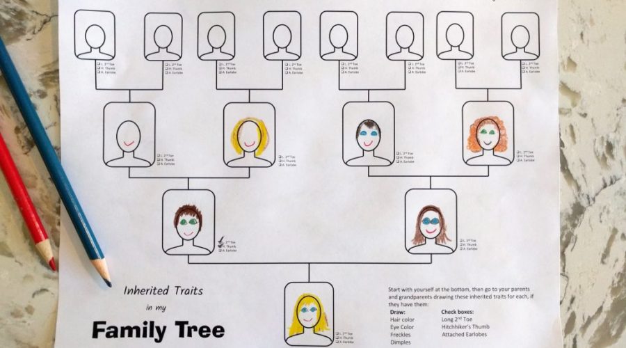 Inherited Traits Family Tree Worksheet
