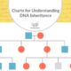 Charts for Understanding DNA Inheritance