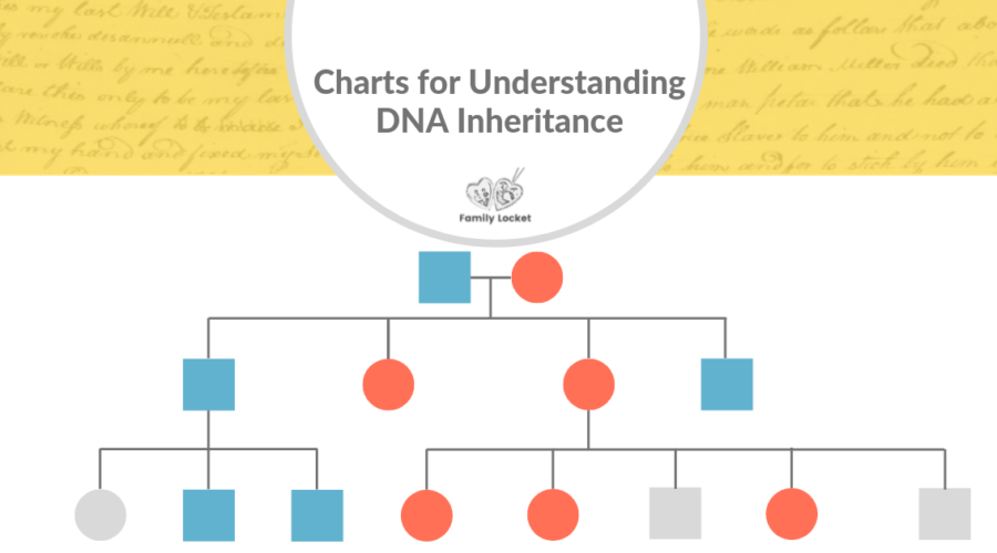 Charts for Understanding DNA Inheritance