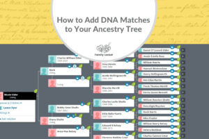 How to Add DNA Matches to Your Ancestry Tree