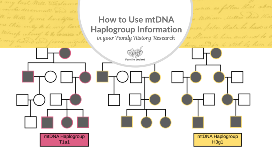 How to Use mtDNA Haplogroup Information in Your Family History Research